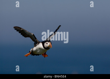 An Atlantic Puffin flying near Inner Farne, Farne Islands, Northumberland, UK Stock Photo