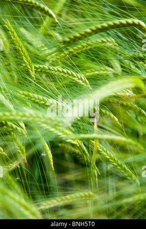Wheat fields, Kent, United Kingdom