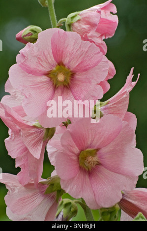 Hollyhock (Alcea rosea). Another scientific names are Althaea rosea, Althaeae chinensis and Althaeae ficifolia Stock Photo