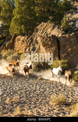 Wild horses kicking up dust in the desert Stock Photo - Alamy