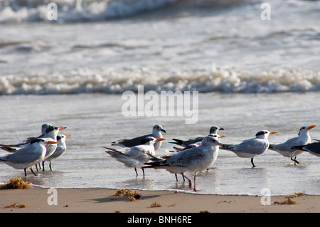 Texas, Padre Island. Shore birds in Padre Island National Seashore. Stock Photo