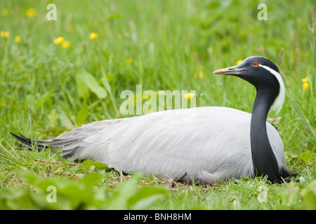 Demoiselle Crane (Anthropoides virgo). Female incubating clutch of two eggs, watchful for avian predators. Stock Photo