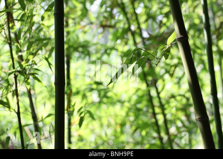 Bright green bamboo forest Stock Photo