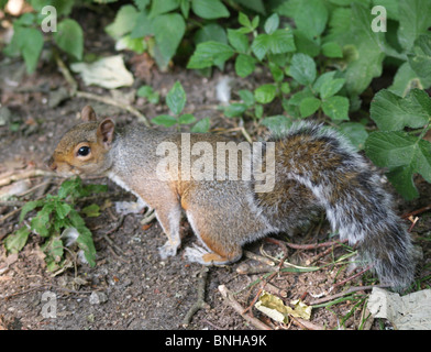 Squirrel Close Up In Woods bushy tail Stock Photo