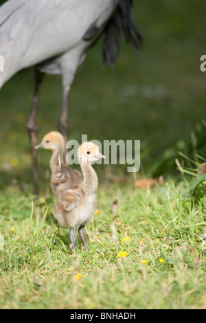 Demoiselle Cranes (Anthropoides virgo). 2 days old chicks. Stock Photo