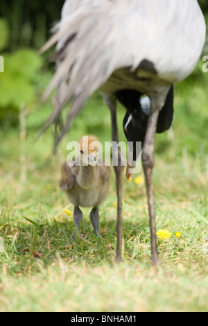Demoiselle Cranes (Anthropoides virgo). Parent calling 2 days old chick to take food item held in her beak. Stock Photo