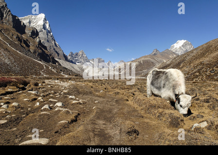 Yak Lobuche Khola valley Arakamtse Lobuche East Peak Khumbu Himal Sagarmatha national park Nepal Himalayas Asia Alp Asian