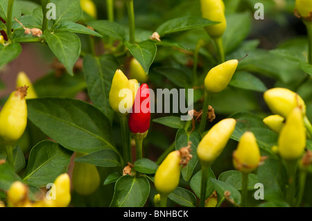 Capsicum annuum var Annuum 'Prairie Fire' at the Chelsea Physic Garden, London Stock Photo