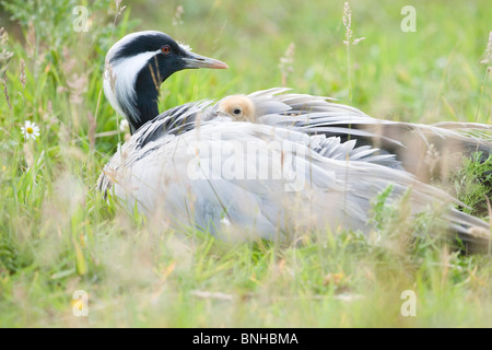 Demoiselle Crane (Anthropoides virgo). Female brooding 2 young; one hidden beneath wings. Less than 24 hours old. Stock Photo