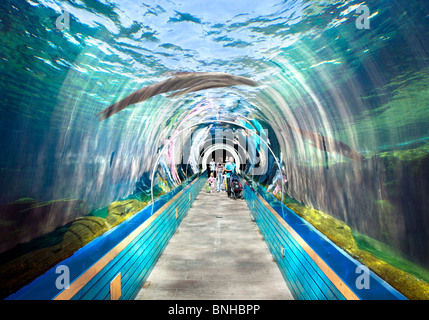 the largest straight underwater tunnel in Europe. The glass in the tunnel is 10cm thick Stock Photo