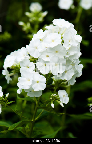 Phlox maculata 'Miss Lingard' in flower at Chelsea Physic Garden, London Stock Photo