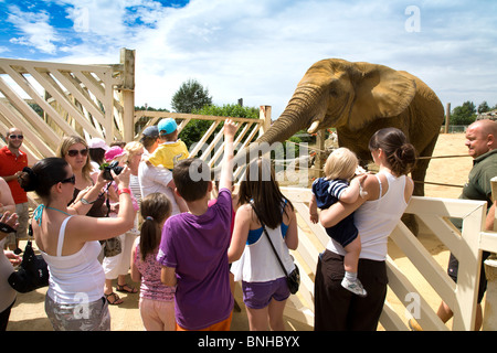 FEEDING THE ELEPHANTS BY HAND AT COLCHESTER ZOO. Stock Photo