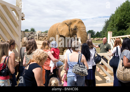 FEEDING THE ELEPHANTS BY HAND AT COLCHESTER ZOO. Stock Photo