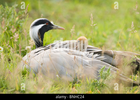 Demoiselle Cranes (Anthropoides virgo). Female brooding chicks (one hidden), head visible. Less than 24 hours old. Stock Photo