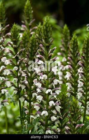 Acanthus spinosus, Bear's Breeches, at Chelsea Physic Garden, London Stock Photo