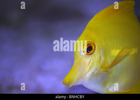 A yellow tang in a marine sea aquarium tank Stock Photo