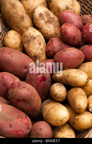 Freshly harvested first early potatoes on display: 'Arran Pilot, 'Amorosa', 'Anoe' and 'Red Duke of York' Stock Photo