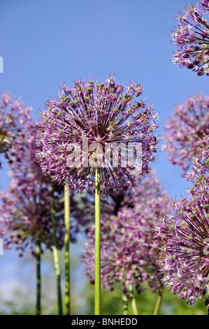 Giant allium (Allium giganteum) Stock Photo