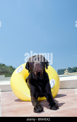 Chocolate Labrador with Rubber Ring by Pool. In Costa Blanca, Spain Stock Photo