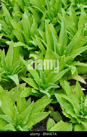 Celtuce (Lactuca sativa var. angustana) Stock Photo