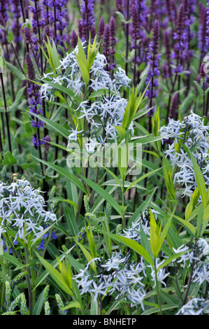 Eastern blue star (Amsonia tabernaemontana) and woodland sage (Salvia nemorosa) Stock Photo