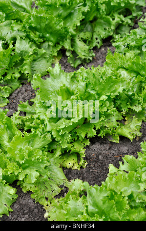 Iceberg lettuce (Lactuca sativa var. capitata) Stock Photo