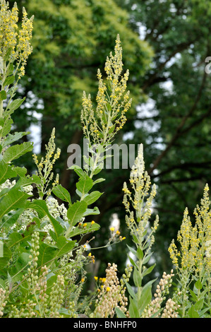 White mullein (Verbascum lychnitis) Stock Photo