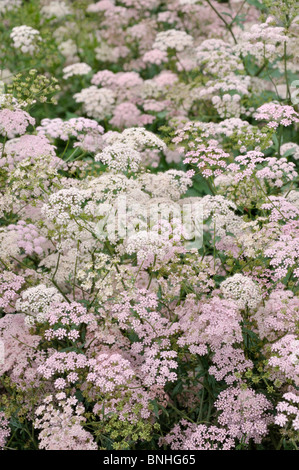 Greater burnet saxifrage (Pimpinella major) Stock Photo