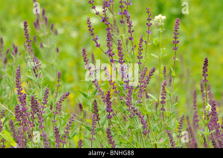 Southern meadow sage (Salvia virgata) Stock Photo