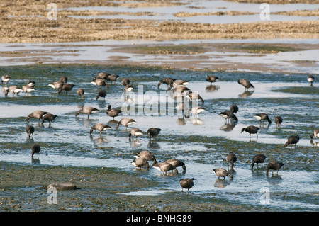 Brent Goose (Branta bernicla) feeding on mudflats, The Swale, North Kent Marshes, Kent, England, autumn. Stock Photo