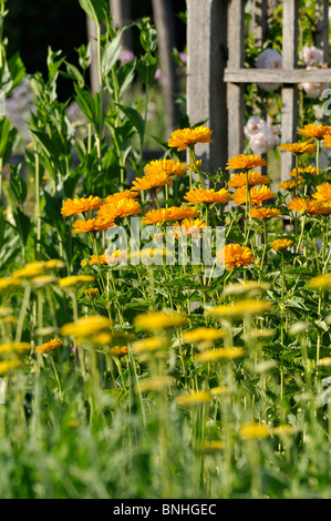 False sunflower (Heliopsis helianthoides var. scabra 'Venus') Stock Photo