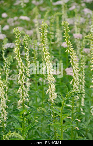 Yellow foxglove (Digitalis lutea) Stock Photo