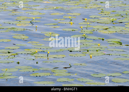 Yellow pond lily (Nuphar lutea) Stock Photo