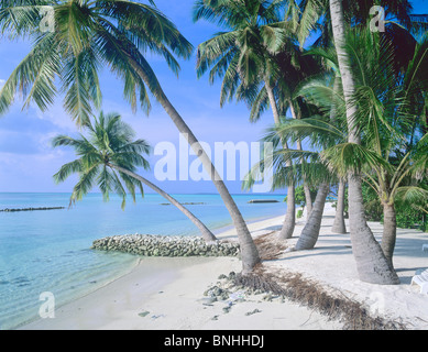Maldives Indian Ocean South Ari Atoll palm trees lagoon Rangali Hilton island resort Asia Rangali resort beach palms Stock Photo