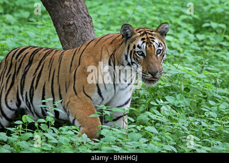 Tiger coming out from dense green grass in Tadoba Andhari Tiger Reserve, India Stock Photo