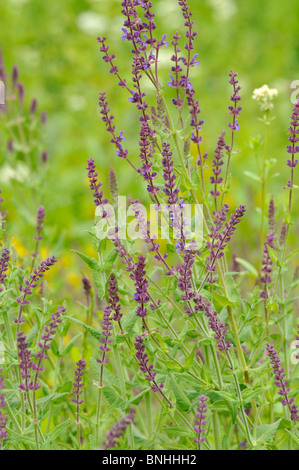 Southern meadow sage (Salvia virgata) Stock Photo