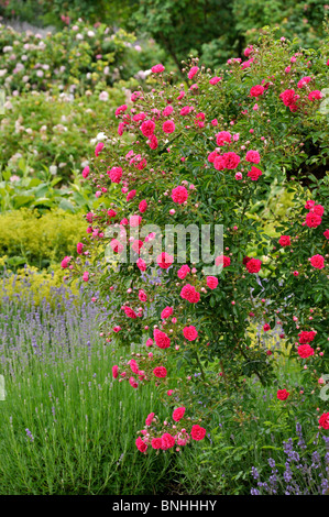 Wichuraiana rose (Rosa Excelsa) Stock Photo