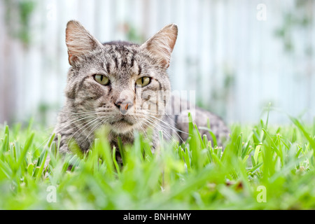 Senior male tabby sitting in the grass outdoors Stock Photo