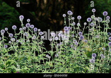 Globe thistle (Echinops ritro 'Veitch's Blue') Stock Photo