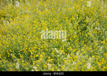 Hop clover (Trifolium aureum) Stock Photo