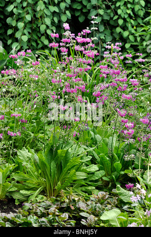 Candelabra primrose (Primula beesiana) Stock Photo