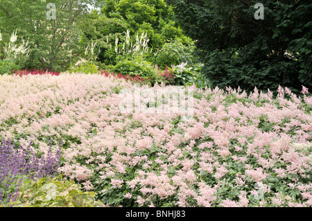 Astilbes (Astilbe) and black cohosh (Cimicifuga racemosa syn. Actaea racemosa) Stock Photo