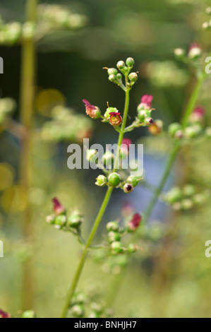 Water figwort (Scrophularia auriculata) Stock Photo