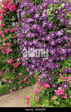 Clematis (Clematis) and rose (Rosa) Stock Photo