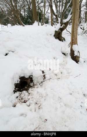 Eurasian Badger (Meles meles) sett entrance and footprints in snow, Kent, England.