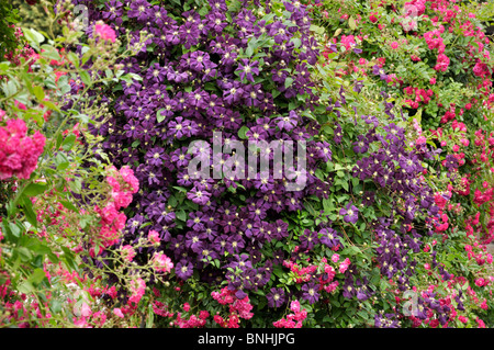 Clematis (Clematis) and rose (Rosa) Stock Photo