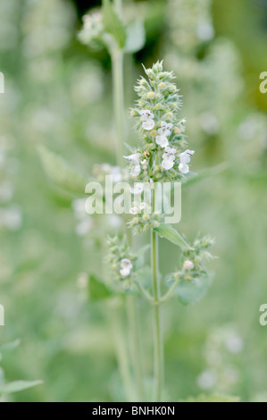 Catmint (Nepeta cataria) Stock Photo