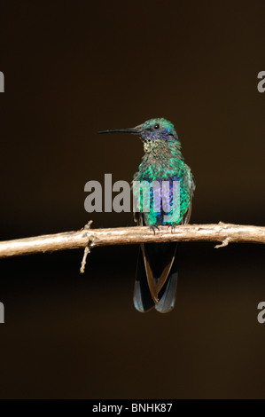 Ecuador Hummingbird Sparkling Violet-ear Colibri coruscans Andes Mountains branch bird animal fauna nature Stock Photo