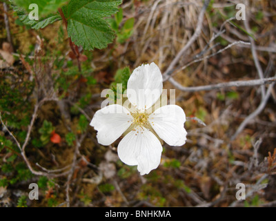 Rubus chamaemorus flower. Cloudberry flower, Norway Stock Photo