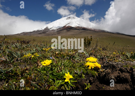 Ecuador Wildflowers Cotopaxi National Park Andes Mountains landscape scenery flowers flowering nature grass volcanic Cotopaxi Stock Photo